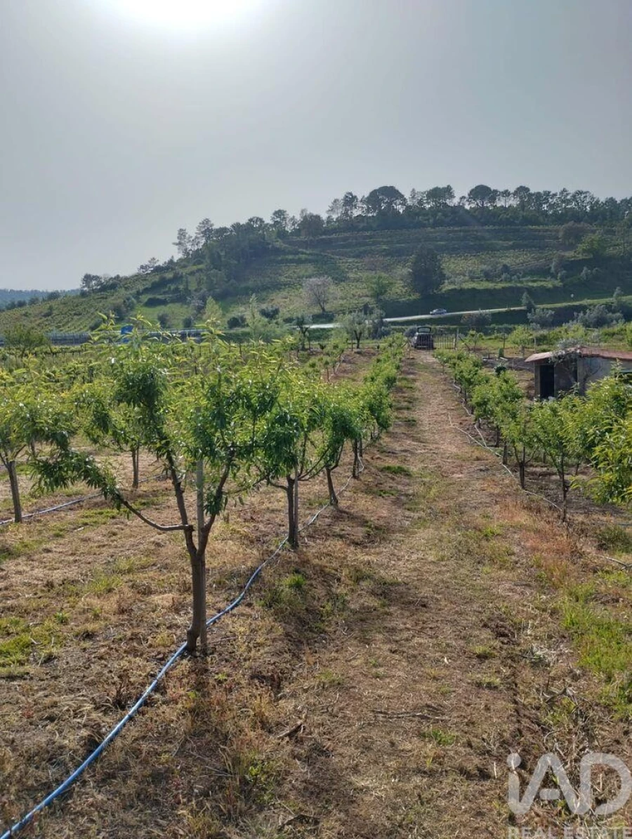 Terreno para Venda em Lamas Foto 22