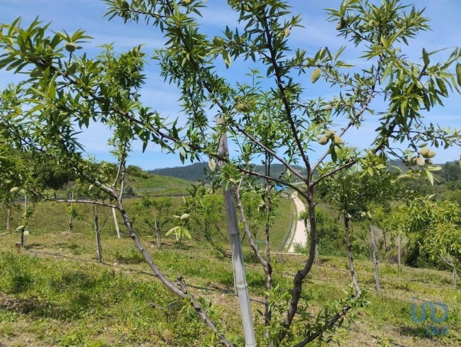 Terreno para Venda em Lamas Foto 8