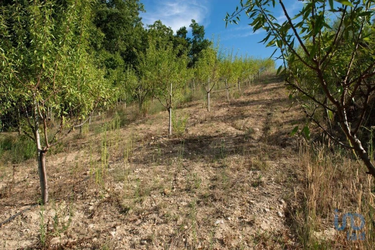 Terreno para Venda em Lamas Foto 11