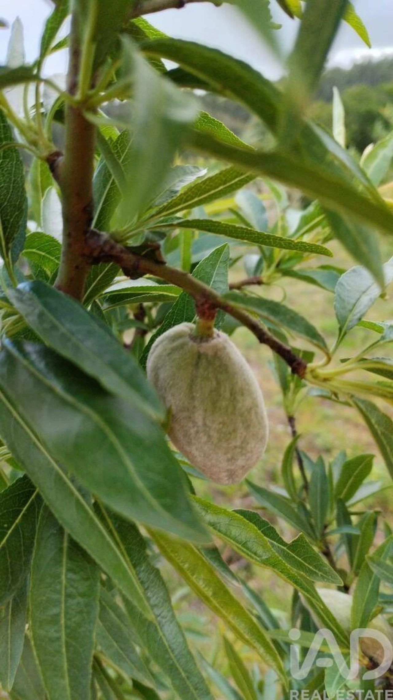 Terreno para Venda em Lamas Foto 20
