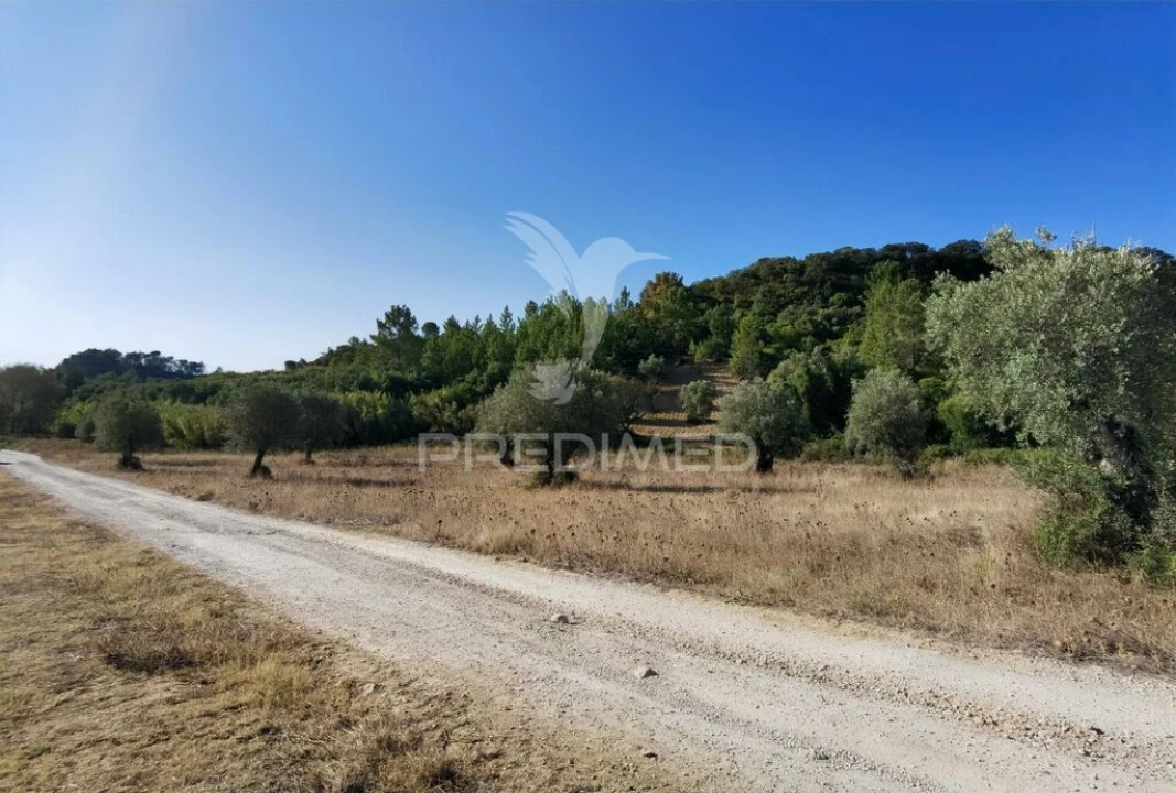 Terreno para Venda em Pedrogão Foto 4