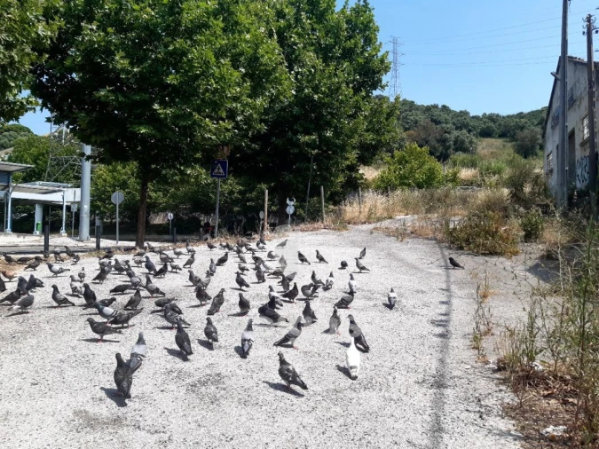 Armazém para Venda em Odivelas Foto 12