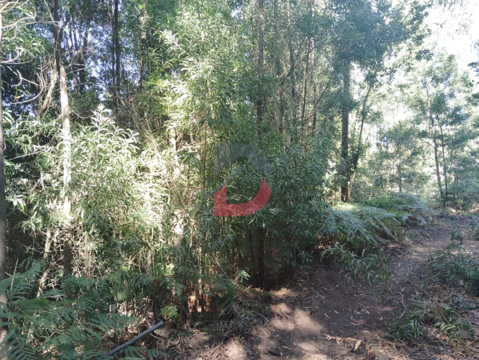 Terreno Agricola ou Rústico para Venda em São Martinho de Sardoura Foto 6