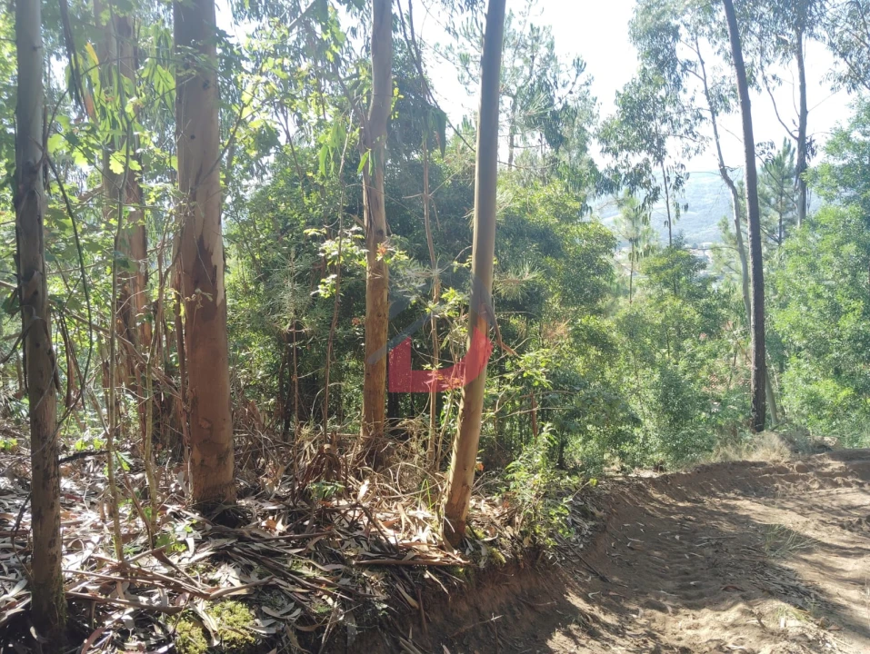 Terreno Agricola ou Rústico para Venda em São Martinho de Sardoura Foto 7