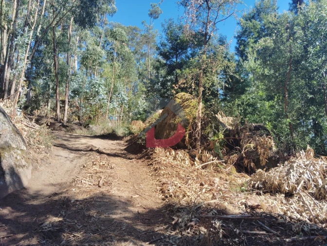 Terreno Agricola ou Rústico para Venda em São Martinho de Sardoura Foto 10