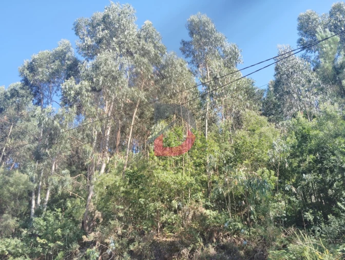 Terreno Agricola ou Rústico para Venda em São Martinho de Sardoura Foto 3