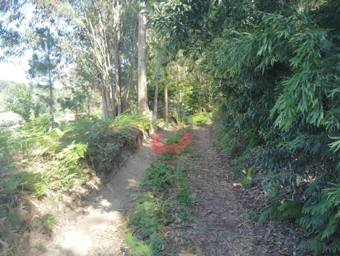 Terreno Agricola ou Rústico para Venda em São Martinho de Sardoura Foto 9