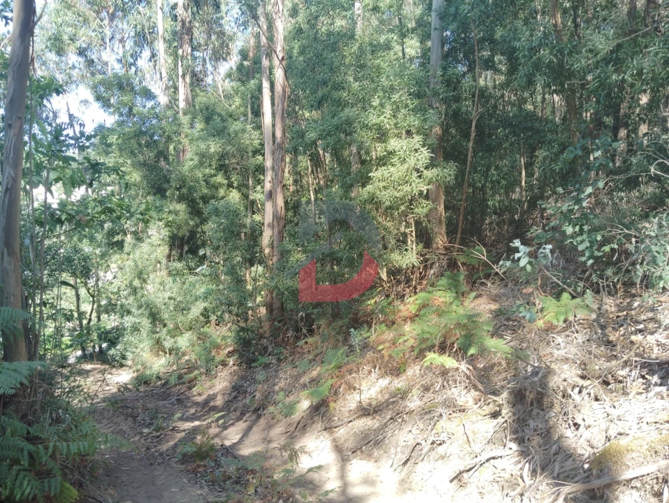 Terreno Agricola ou Rústico para Venda em São Martinho de Sardoura Foto 8