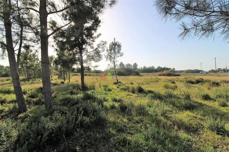Terreno para Venda em Pegões Foto 14