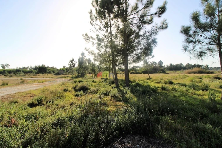 Terreno para Venda em Pegões Foto 13