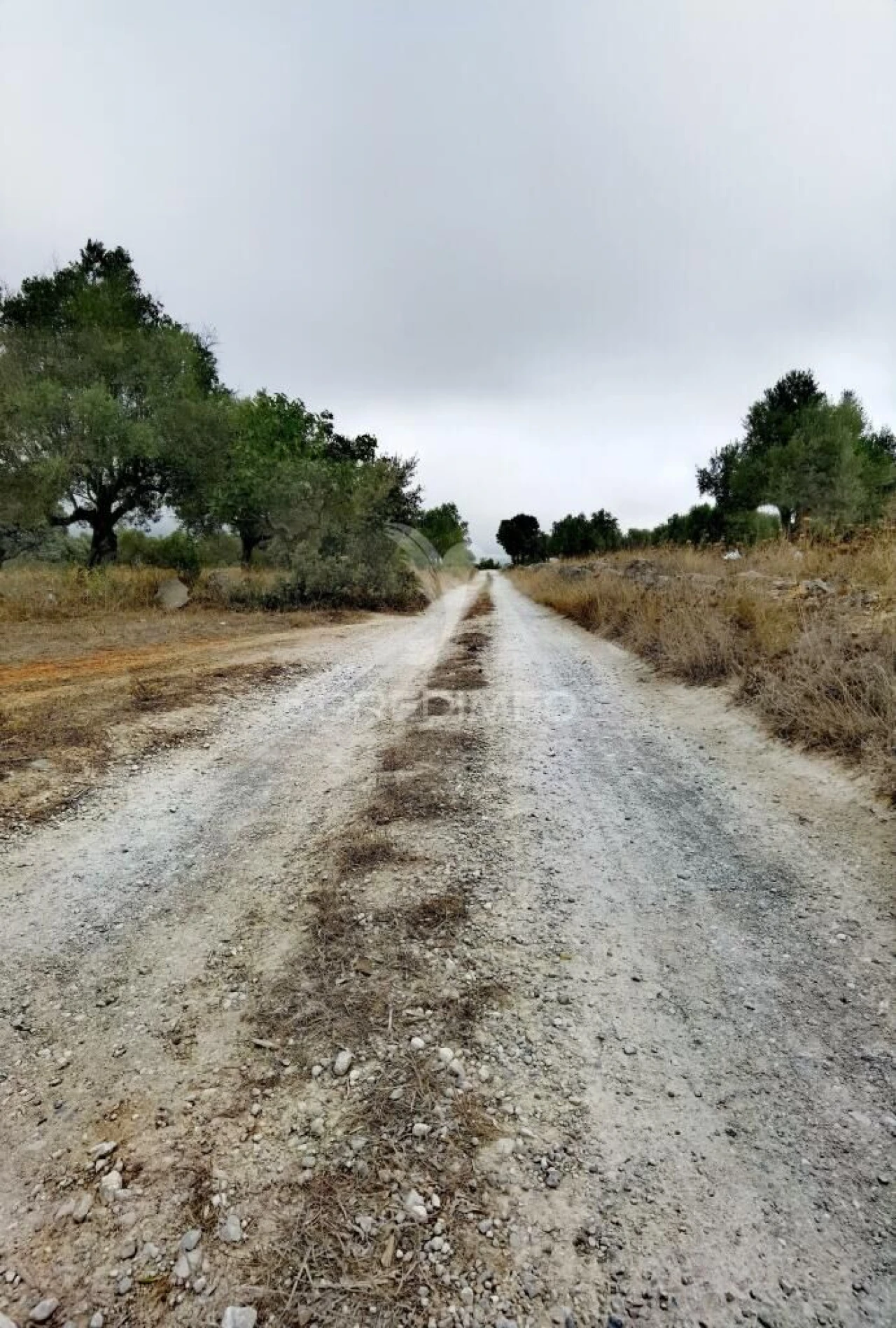 Terreno para Venda em Alcanena e Vila Moreira Foto 8