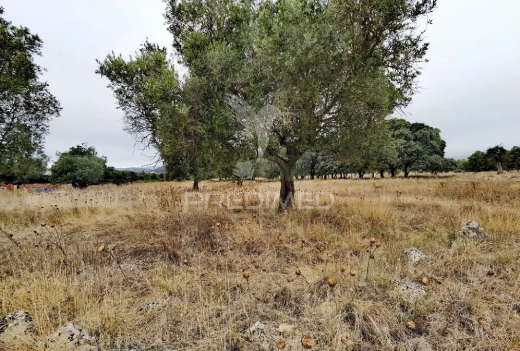 Terreno para Venda em Alcanena e Vila Moreira Foto 2