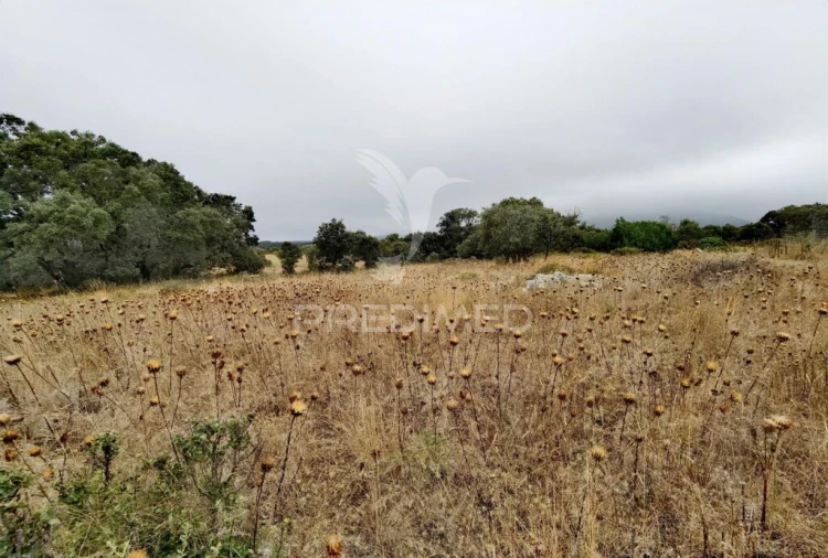 Terreno para Venda em Alcanena e Vila Moreira Foto 19