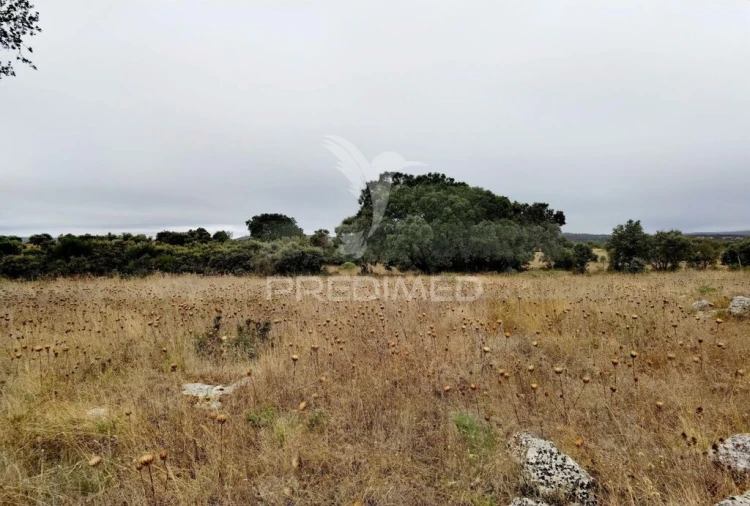 Terreno para Venda em Alcanena e Vila Moreira Foto 17