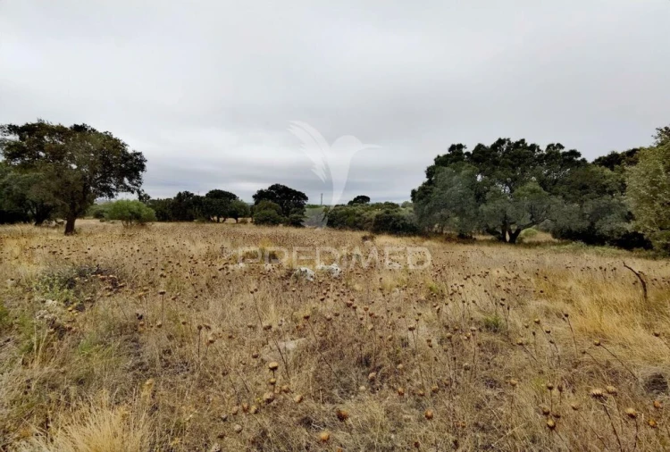 Terreno para Venda em Alcanena e Vila Moreira Foto 15