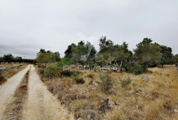 Terreno para Venda em Alcanena e Vila Moreira Foto 3