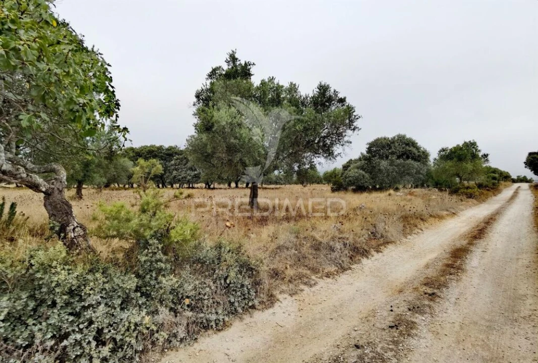 Terreno para Venda em Alcanena e Vila Moreira Foto 1