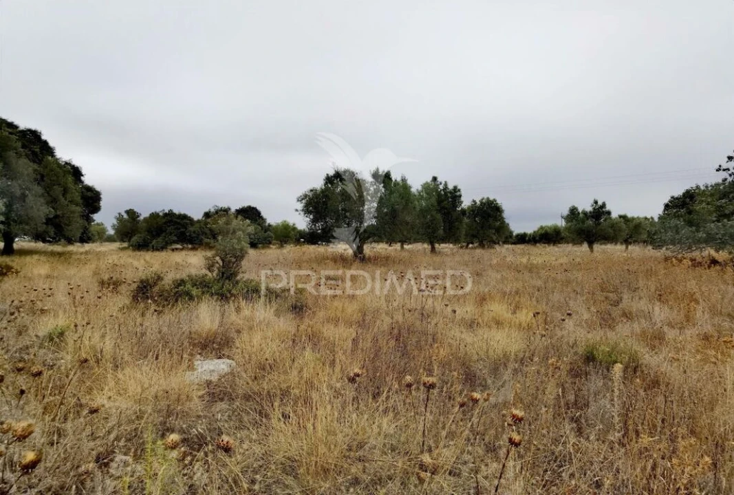 Terreno para Venda em Alcanena e Vila Moreira Foto 12