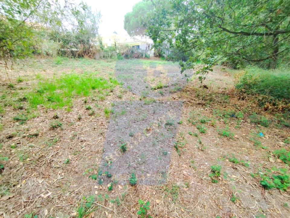 Terreno para Venda em Bustos, Troviscal e Mamarrosa Foto 8