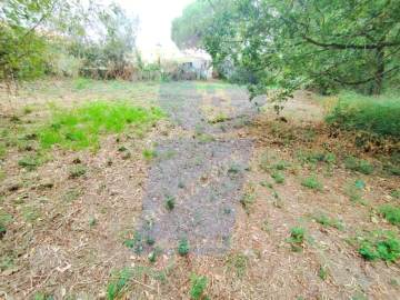 Terreno para Venda em Bustos, Troviscal e Mamarrosa