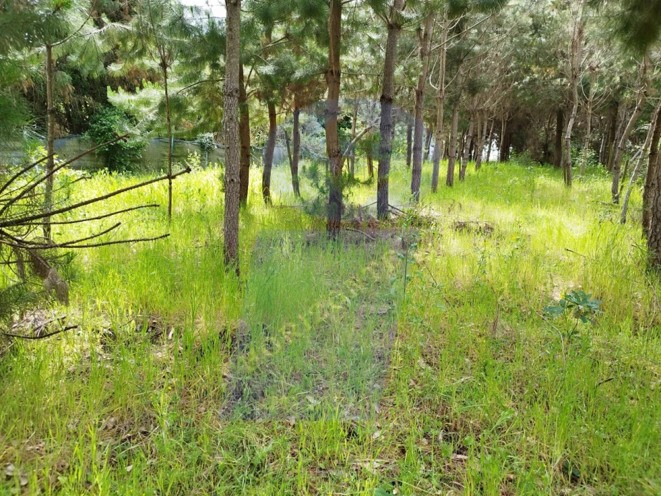 Terreno para Venda em Bustos, Troviscal e Mamarrosa Foto 2