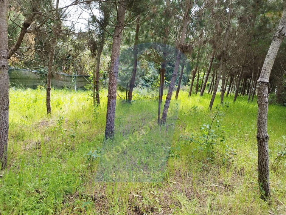 Terreno para Venda em Bustos, Troviscal e Mamarrosa Foto 3