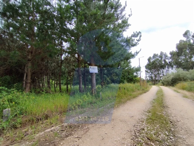 Terreno para Venda em Bustos, Troviscal e Mamarrosa Foto 4