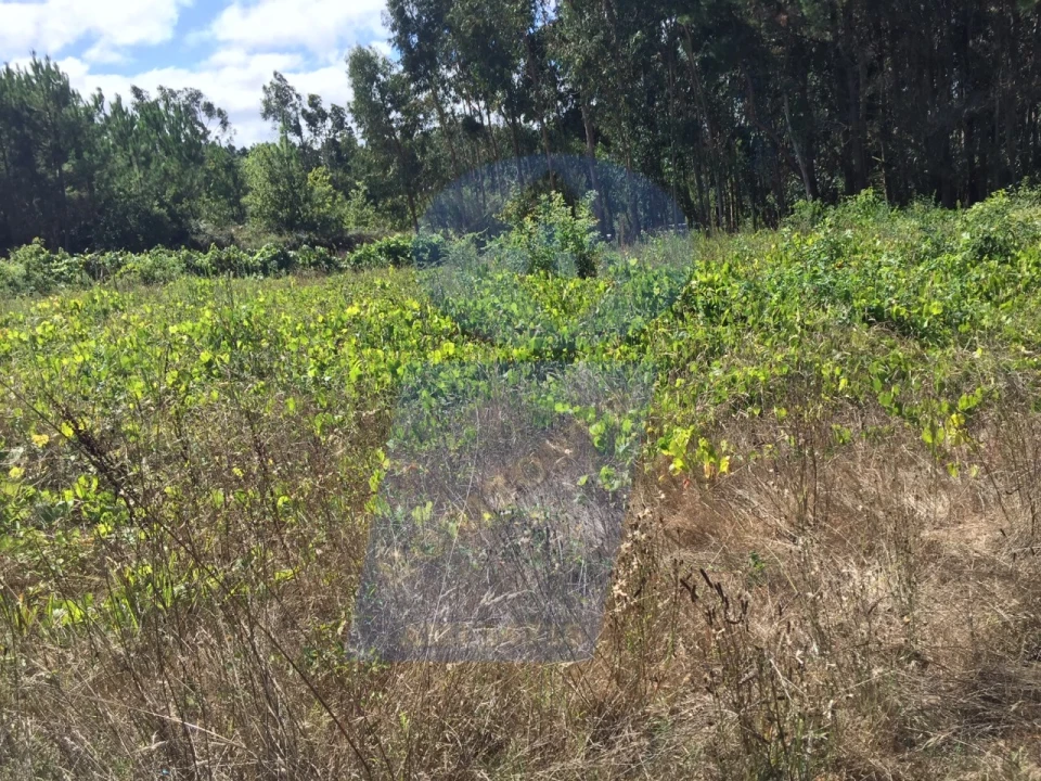 Terreno para Venda em Oiã Foto 1