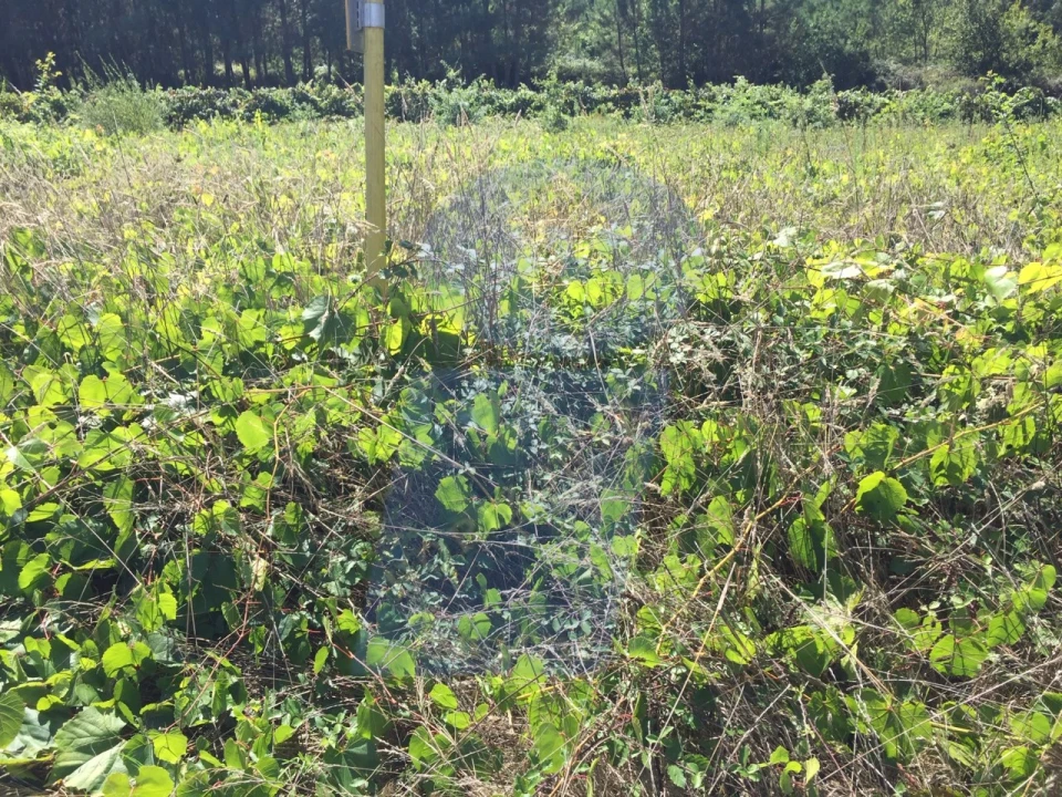 Terreno para Venda em Oiã Foto 2