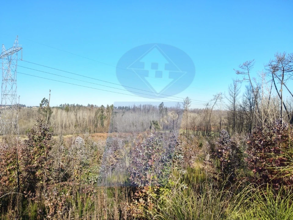 Terreno Agricola ou Rústico para Venda em Oiã Foto 2