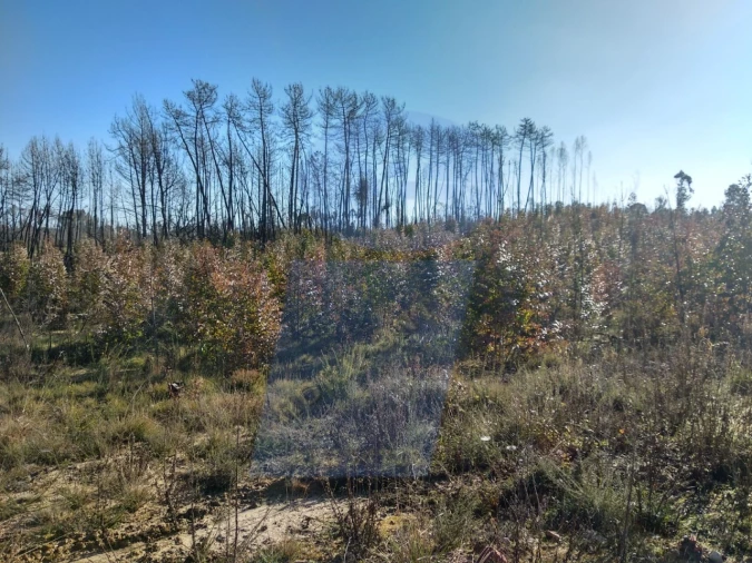 Terreno Agricola ou Rústico para Venda em Oiã Foto 3