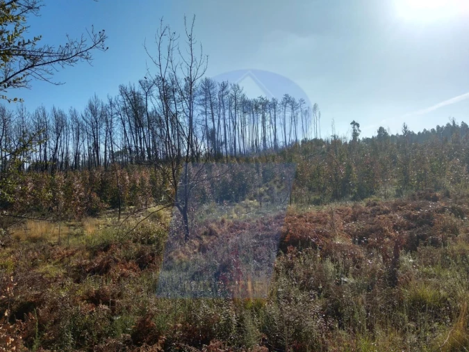 Terreno Agricola ou Rústico para Venda em Oiã