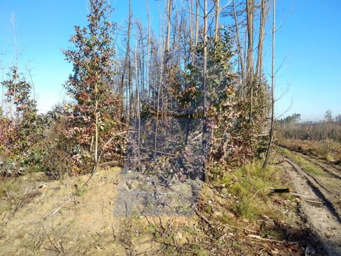 Terreno Agricola ou Rústico para Venda em Oiã Foto 4