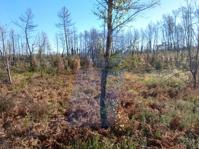 Terreno Agricola ou Rústico para Venda em Oiã Foto 6