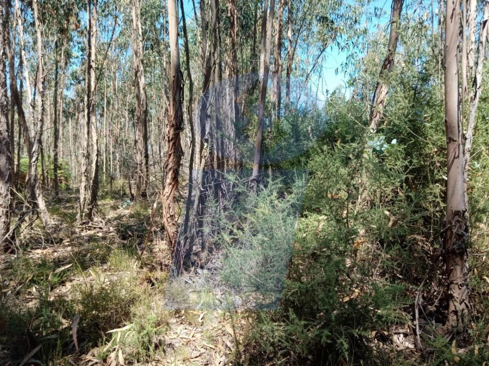 Terreno para Venda em Águeda e Borralha Foto 3