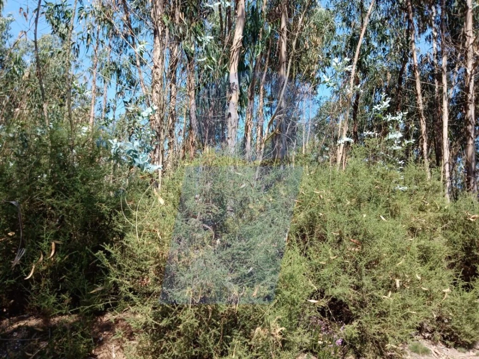 Terreno para Venda em Águeda e Borralha Foto 5