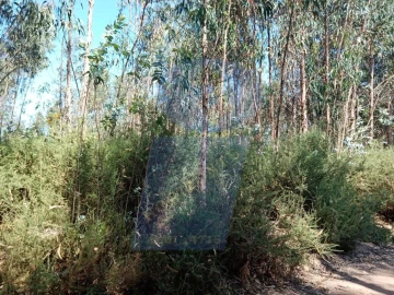 Terreno para Venda em Águeda e Borralha