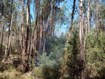 Terreno para Venda em Águeda e Borralha