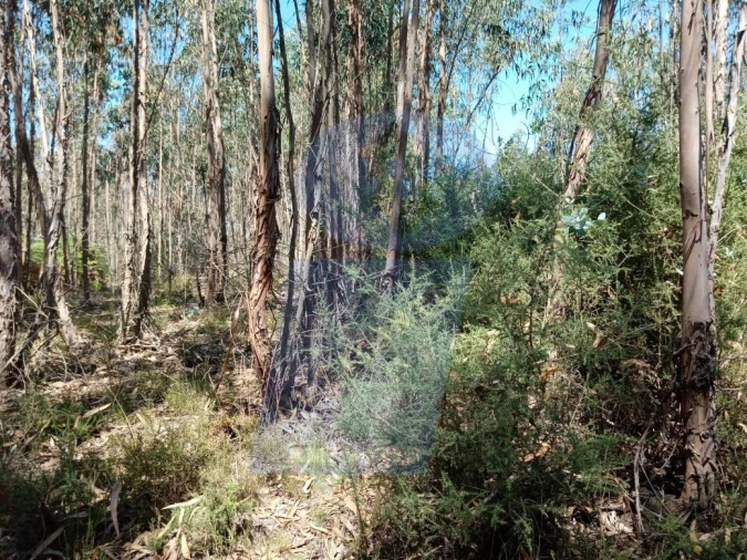 Terreno para Venda em Águeda e Borralha Foto 3