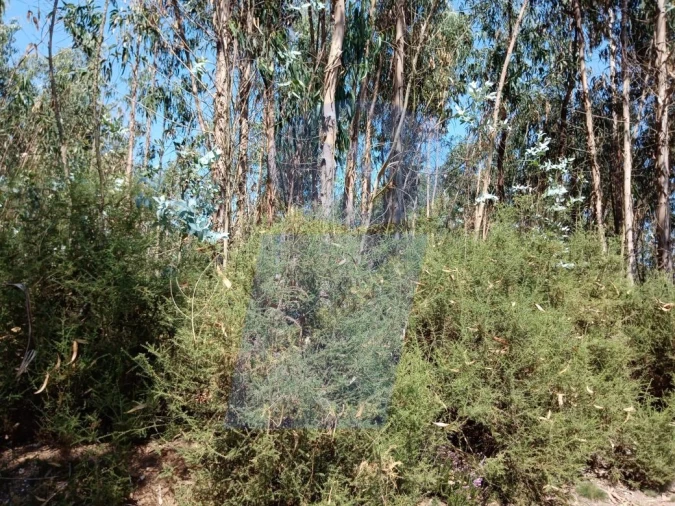 Terreno para Venda em Águeda e Borralha Foto 5