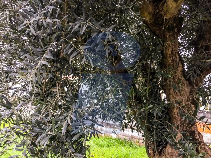 Terreno para Venda em Fermentelos Foto 3