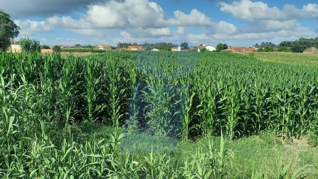 Terreno para Venda em Oiã Foto 2