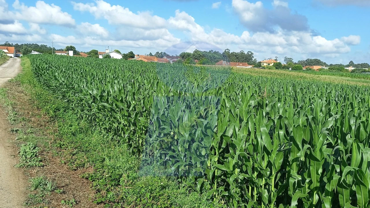 Terreno para Venda em Oiã Foto 3