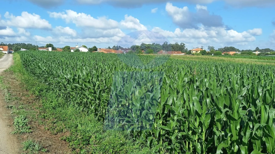 Terreno para Venda em Oiã
