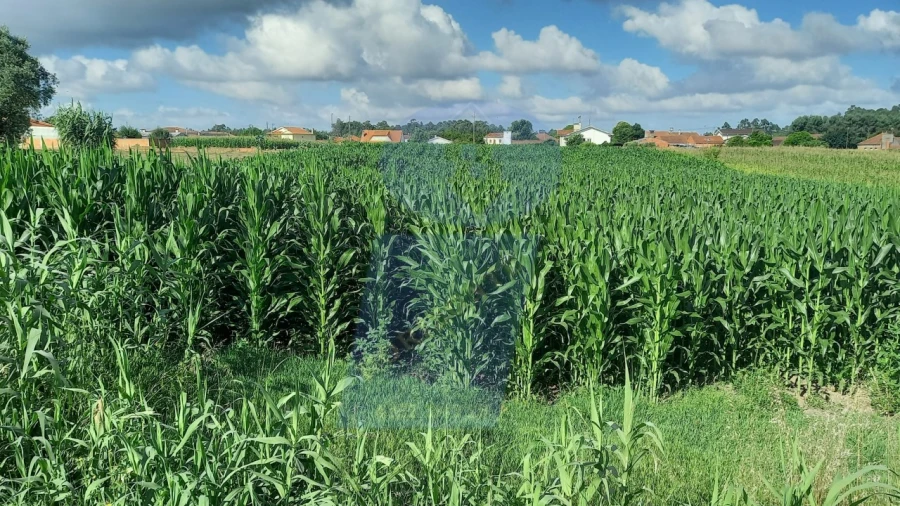 Terreno para Venda em Oiã Foto 2