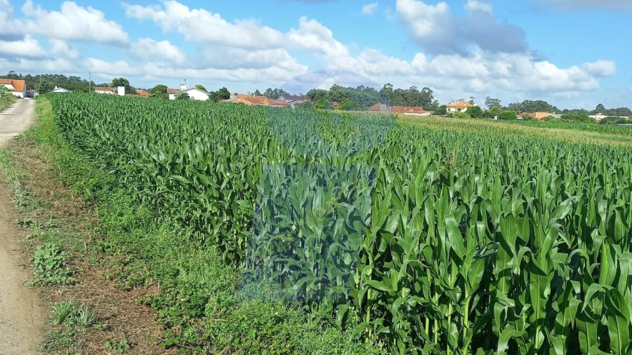 Terreno para Venda em Oiã Foto 3