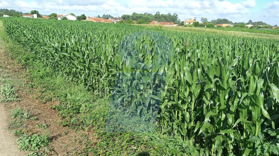 Terreno para Venda em Oiã Foto 5