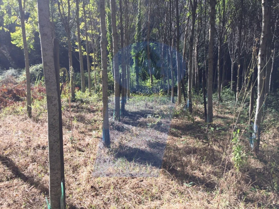 Terreno Agricola ou Rústico para Venda em Amoreira da Gândara, Paredes do Bairro e Ancas Foto 1