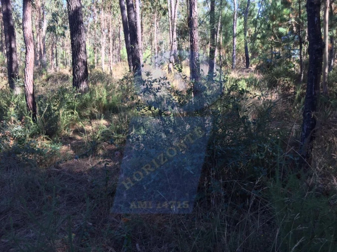 Terreno Agricola ou Rústico para Venda em Amoreira da Gândara, Paredes do Bairro e Ancas Foto 3