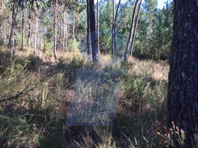 Terreno Agricola ou Rústico para Venda em Amoreira da Gândara, Paredes do Bairro e Ancas Foto 4